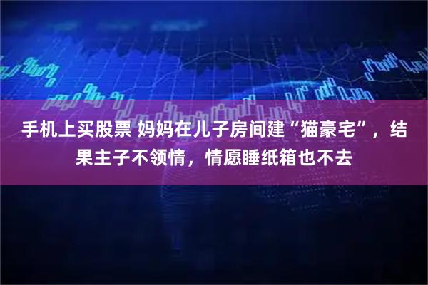 手机上买股票 妈妈在儿子房间建“猫豪宅”，结果主子不领情，情愿睡纸箱也不去